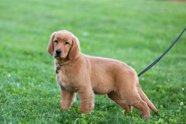 Image of Dee, a Golden Retriever puppy