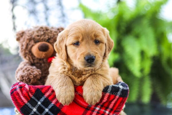 Image of Eggs & Bacon, a Golden Retriever puppy