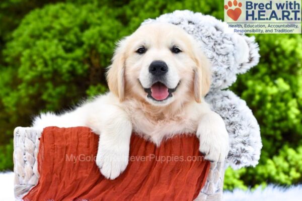Image of Finn, a Golden Retriever puppy