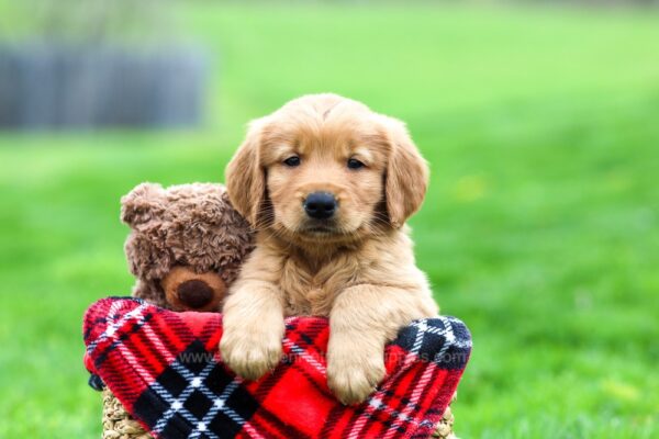Image of Grizzly, a Golden Retriever puppy