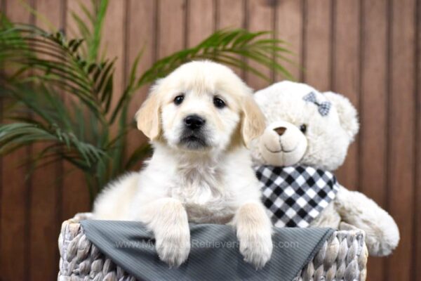 Image of Kyla, a Golden Retriever puppy