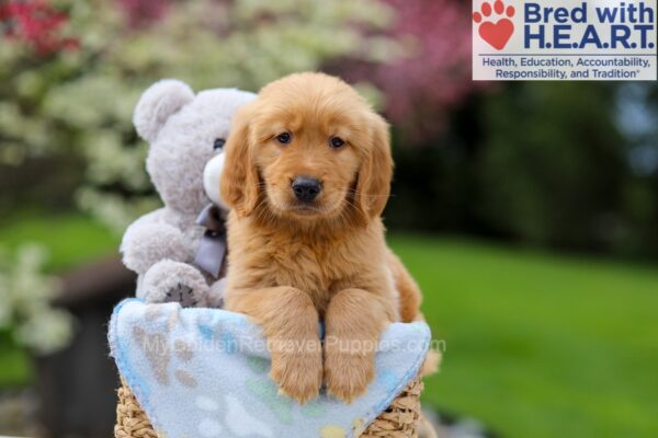 Image of Wesley, a Golden Retriever puppy