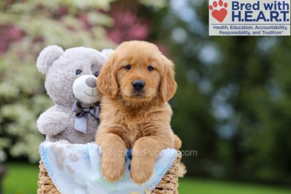 Image of Will, a Golden Retriever puppy