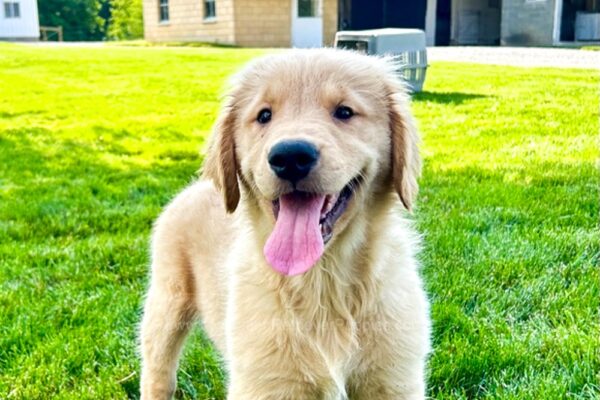 Image of Zeus, a Golden Retriever puppy