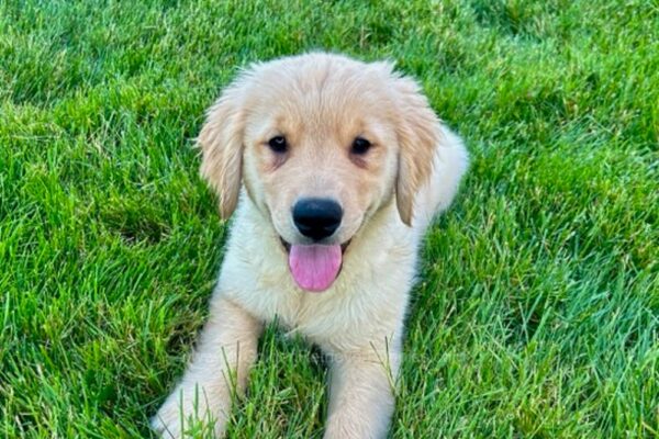 Image of Zola, a Golden Retriever puppy