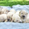 Image of Creams Ready July 8, a Golden Retriever puppy