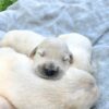 Image of Creams Ready July 8, a Golden Retriever puppy