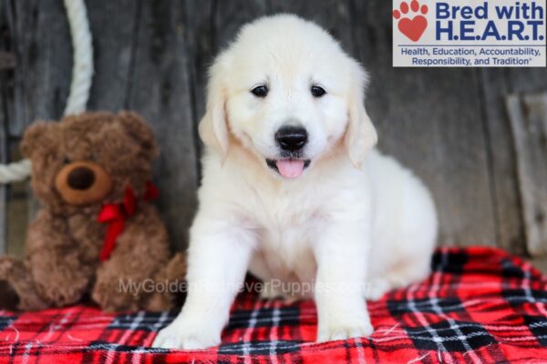 Image of Abner, a Golden Retriever puppy