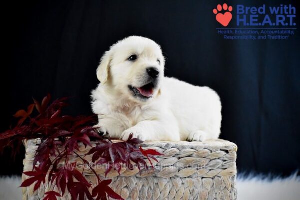 Image of Alaska, a Golden Retriever puppy