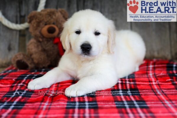 Image of Andy, a Golden Retriever puppy