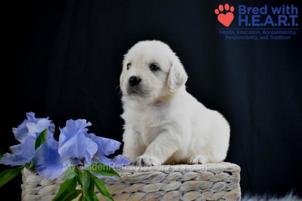 Image of Asher, a Golden Retriever puppy