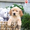 Image of Boston, a Golden Retriever puppy
