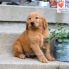 Image of Cole, a Golden Retriever puppy
