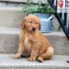 Image of Cole, a Golden Retriever puppy