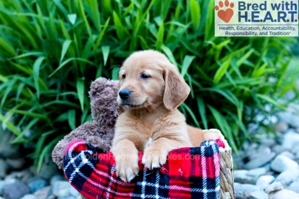 Image of Cookie (trained), a Golden Retriever puppy