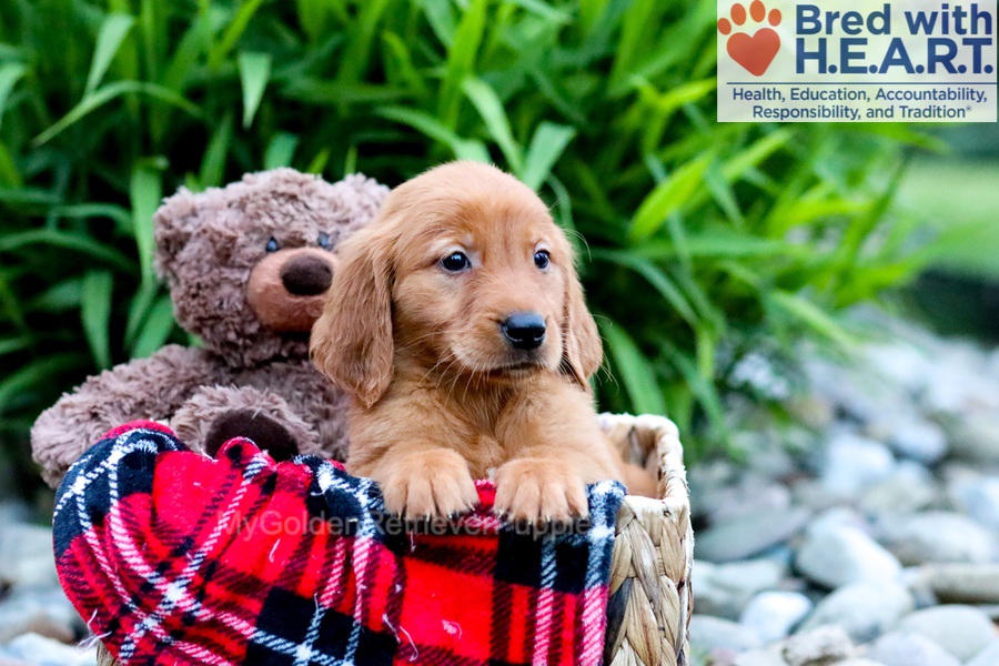 Cora - My Golden Retriever Puppies