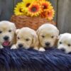 Image of Creams ready June 24, a Golden Retriever puppy