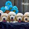 Image of Creams ready June 24, a Golden Retriever puppy
