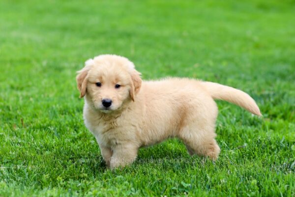 Image of Felicity, a Golden Retriever puppy