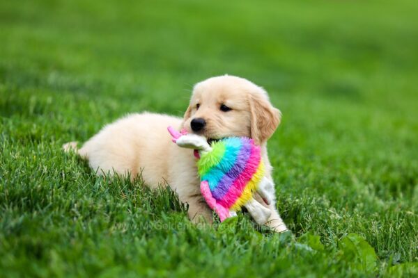 Image of Fifi, a Golden Retriever puppy