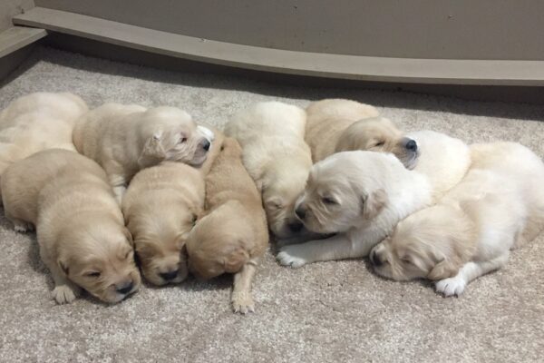 Image of Ready June 24, a Golden Retriever puppy