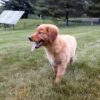 Image of Lexus, a Golden Retriever puppy