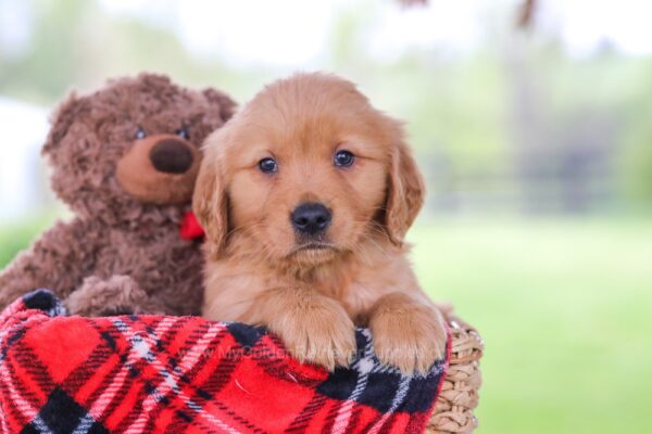 Image of Oliver, a Golden Retriever puppy