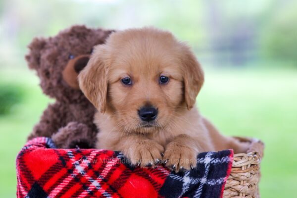 Image of Oscar, a Golden Retriever puppy