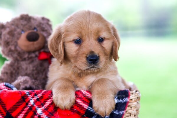Image of Oswald, a Golden Retriever puppy