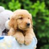 Image of Scooter, a Golden Retriever puppy