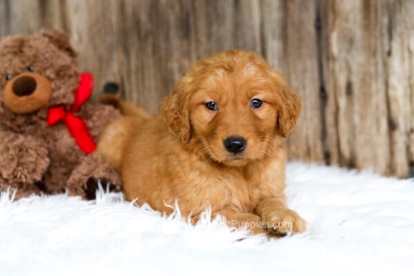 Image of Skyla, a Golden Retriever puppy
