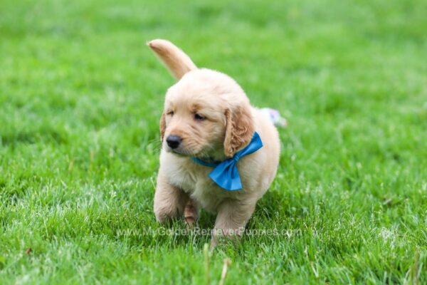 Image of Spencer, a Golden Retriever puppy