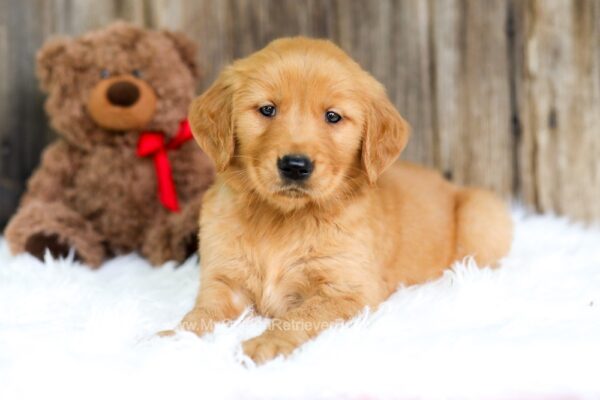 Image of Squirt, a Golden Retriever puppy