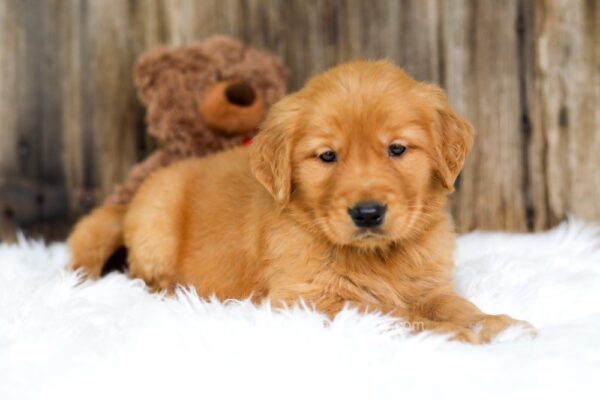 Image of Stanley, a Golden Retriever puppy