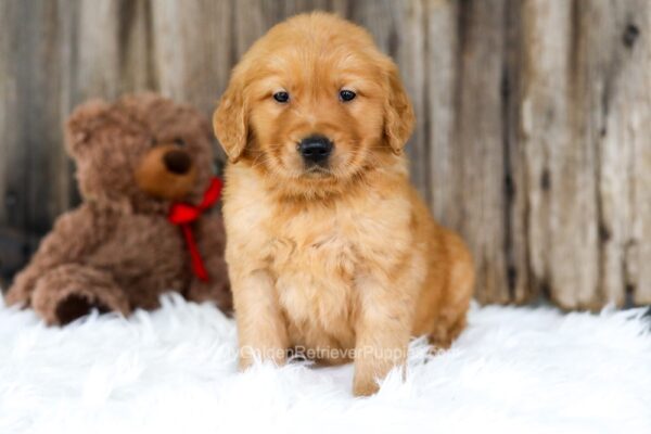 Image of Sterling, a Golden Retriever puppy