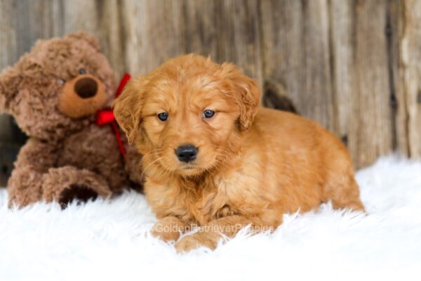 Image of Sugar, a Golden Retriever puppy