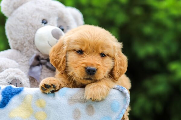 Image of Sully, a Golden Retriever puppy