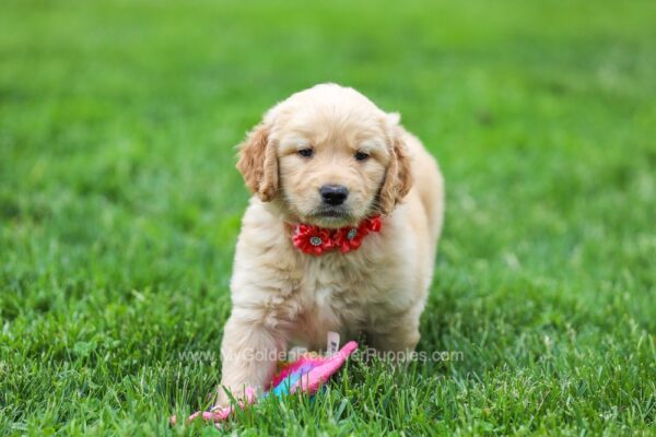 Image of Sweetheart, a Golden Retriever puppy