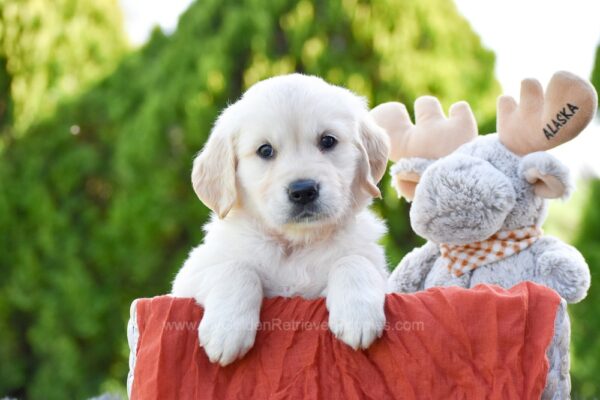 Image of Teddy, a Golden Retriever puppy