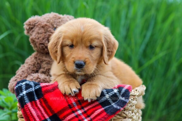 Image of Whitney, a Golden Retriever puppy