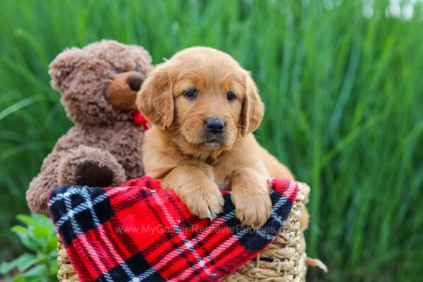 Image of Willow, a Golden Retriever puppy