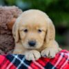 Image of Abbie, a Golden Retriever puppy