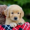 Image of Abbie, a Golden Retriever puppy