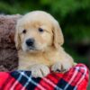 Image of Abbie, a Golden Retriever puppy