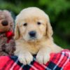 Image of Abbie, a Golden Retriever puppy