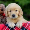 Image of Abbie, a Golden Retriever puppy