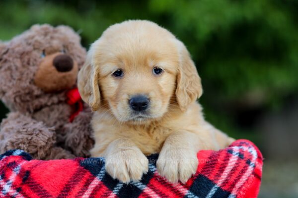 Image of Abbie, a Golden Retriever puppy