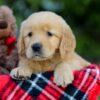 Image of Abbie, a Golden Retriever puppy