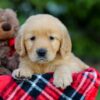 Image of Abbie, a Golden Retriever puppy