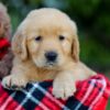 Image of Abbie, a Golden Retriever puppy